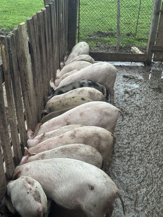 Малки прасенца 30кг.