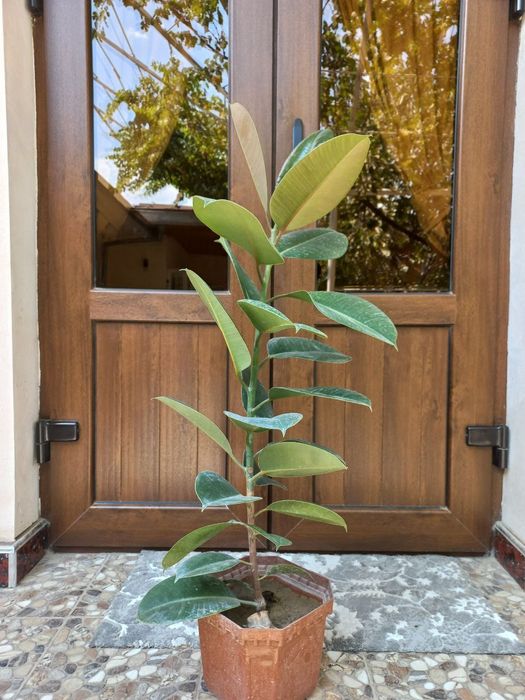 Домашние цветы Гуллар