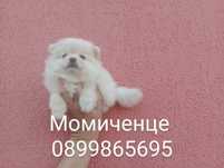 Померани. Прекрасен избор !