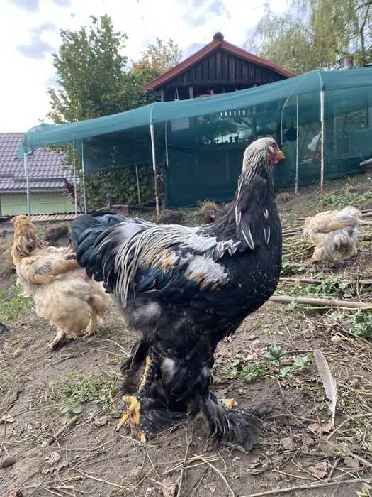 Vand cocosi de 5 luni