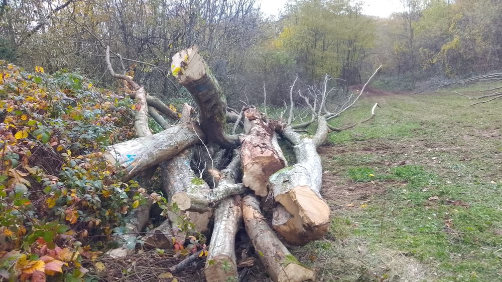 Lemn de foc de vânzare !