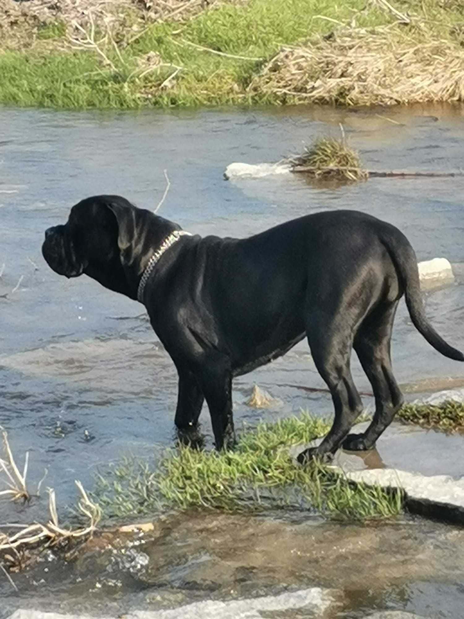 Кане Корсо Cane Korso