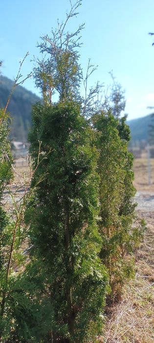 Tuia occidentalis Brabant 1,4-2,8 m