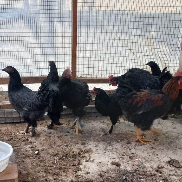 Yosh Xonaki Tovuq va Xo'rozlar sotuvda