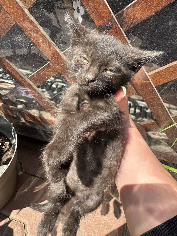 Donez 4 pui de pisică adorabili! ÎN BRĂILA
