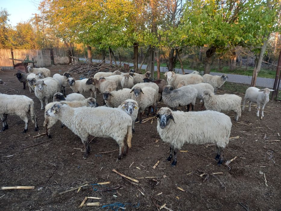 De vanzare 40 de oi, comuna Rascaeti