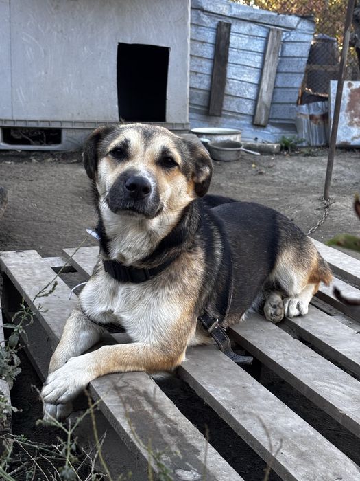 Donez catelusa castrata