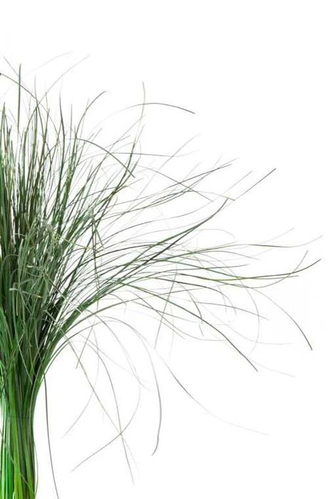 Bear Grass Stabilizat – Decor natural și elegant