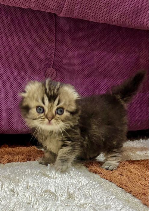 Шотланский Скотиш Фолд!