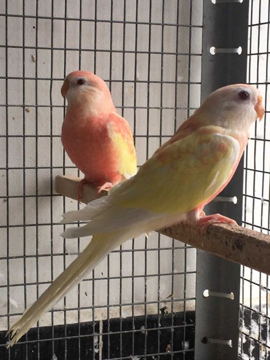 папагали буркови неофеми