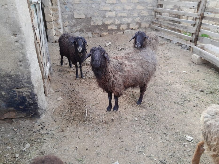 қойлар сатылады буаз,қозылы