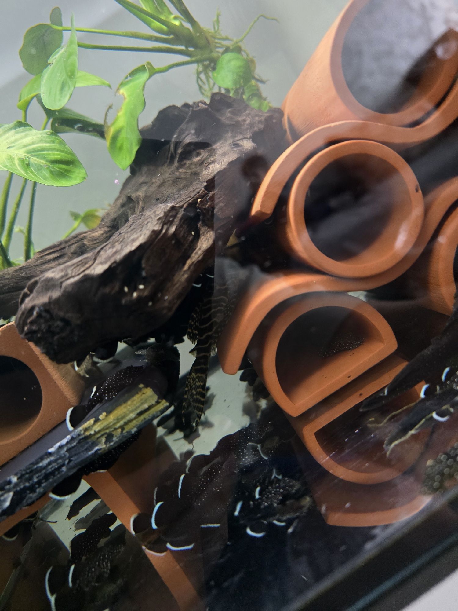 Pesti acvariu, Pui Peppermint pleco L181 (ancistrus sp)