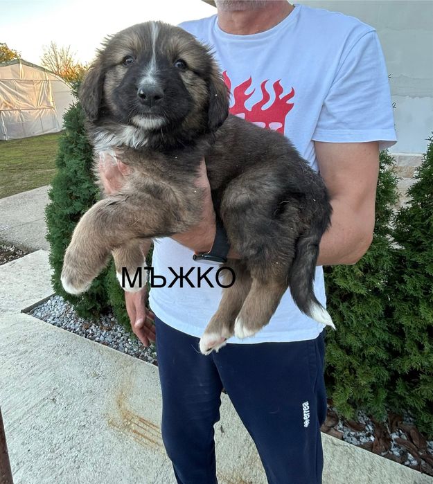 Малки кученца Каракачанки БОК