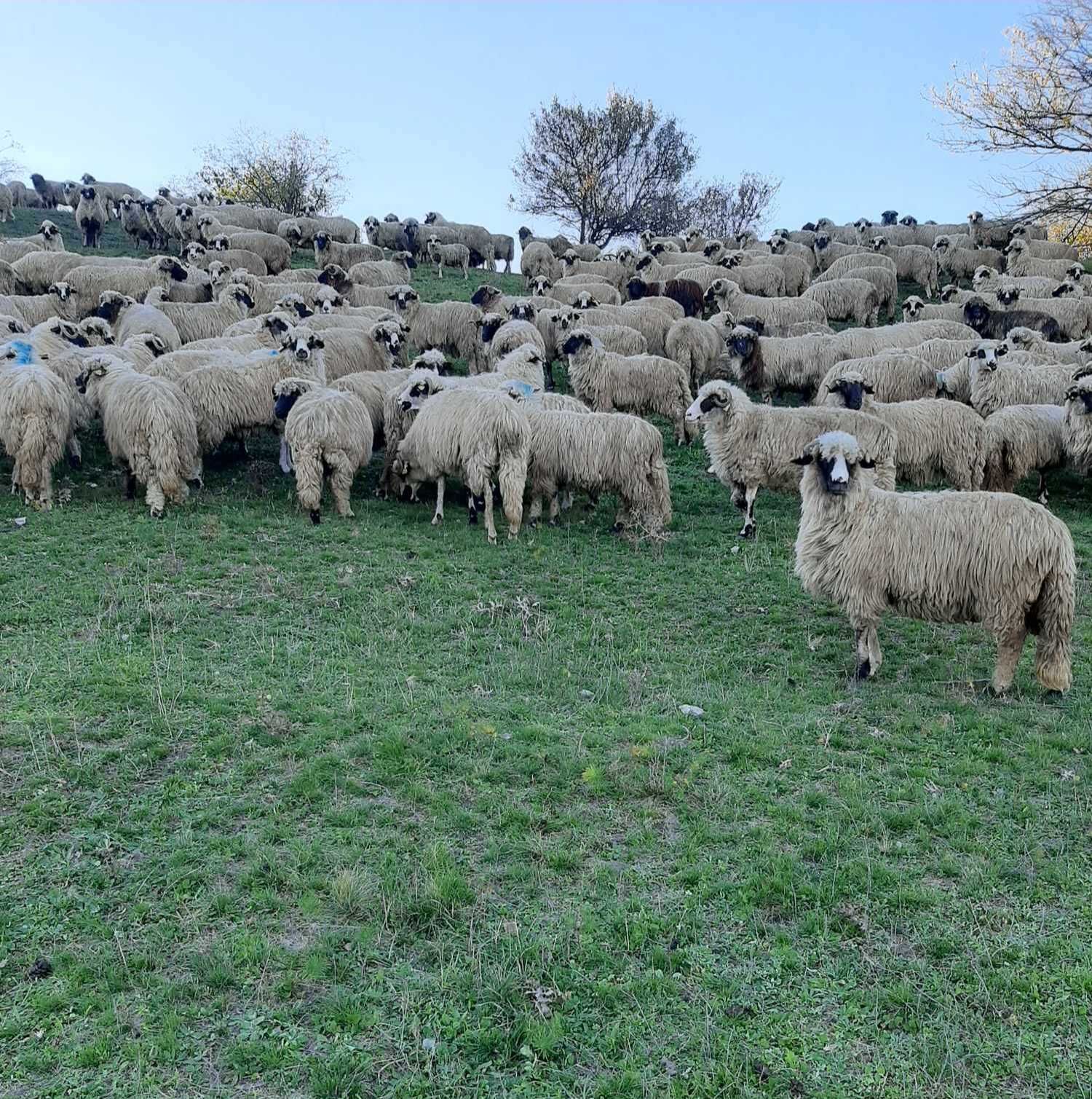 Vând 100 de oi breze, de 4 ani