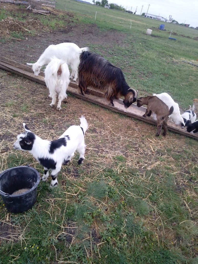 Vind familie de capre  și tap