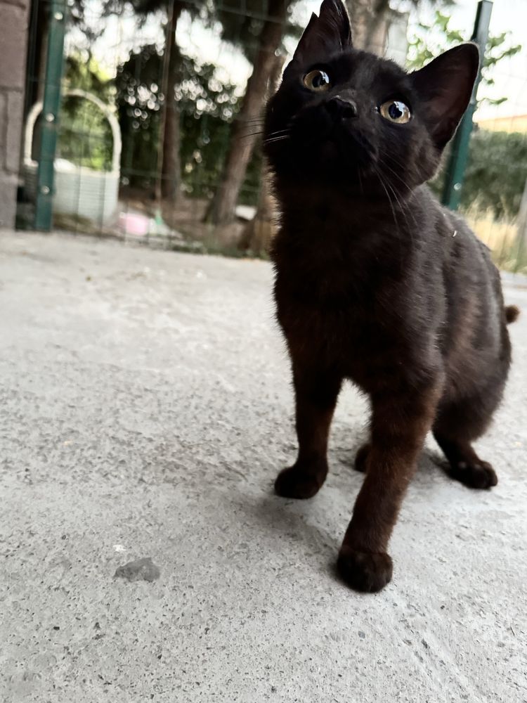 Отдам в добрые руки котенка