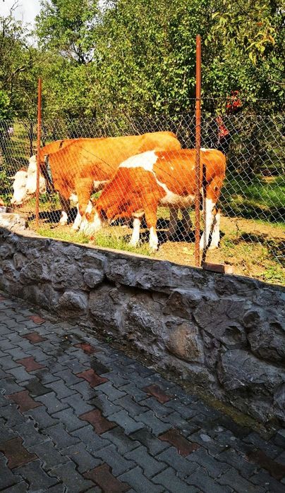 Vând 2 vaci bălțate și una metiș!