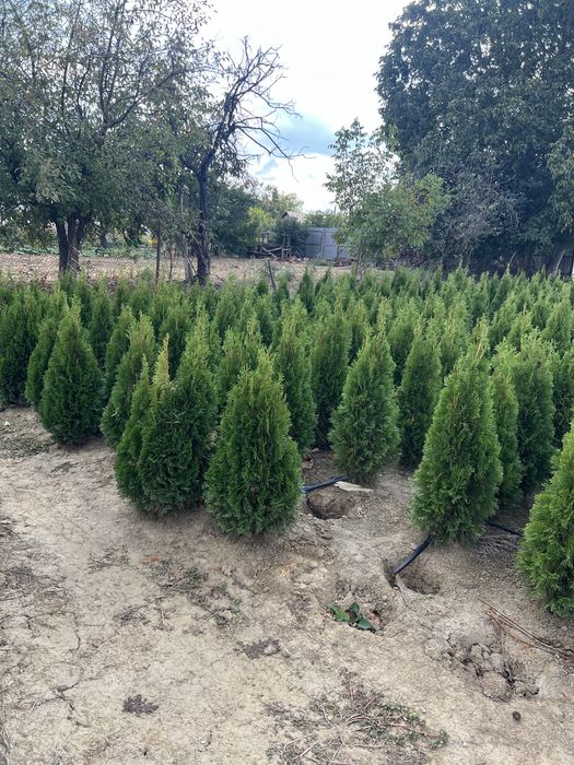 Plante ornamentale leylandii maslin mesteacan arizoniva ienupar