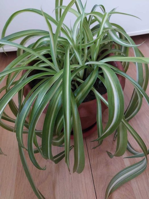 Хлорофитум кудрявый