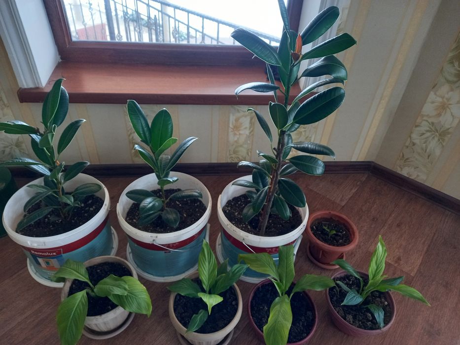 Комнатные растения