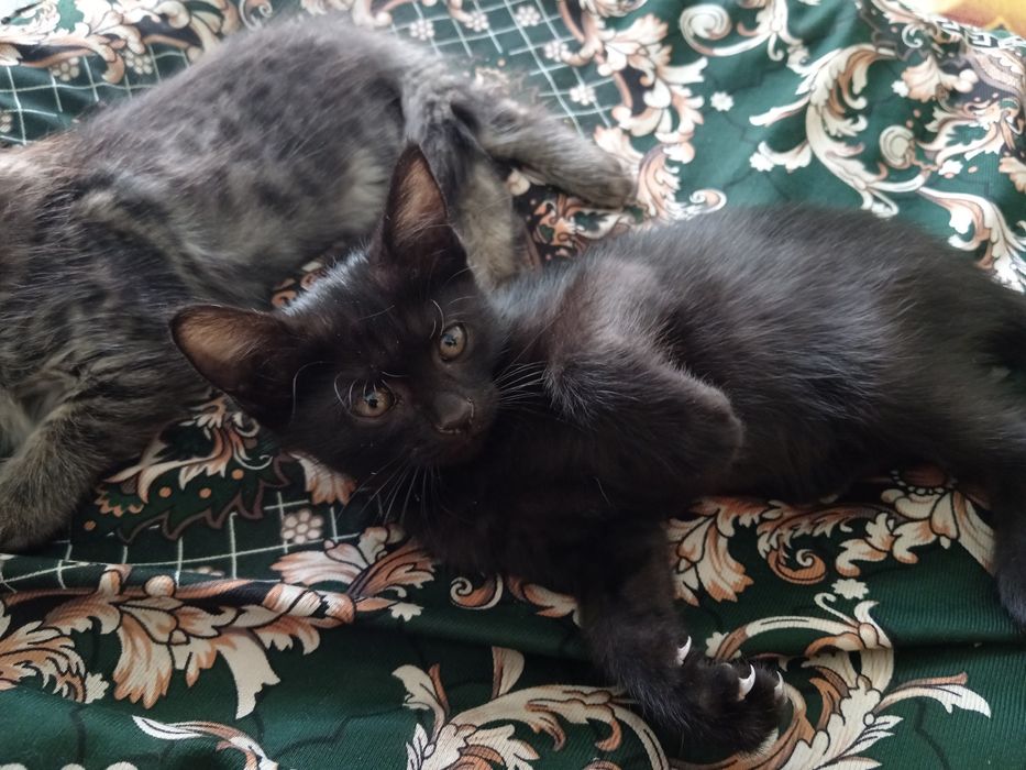 Отдам даром кошка