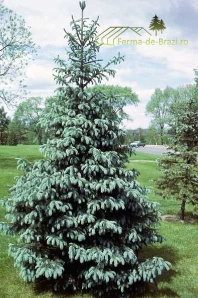 Molid argintiu Picea engelmannii la ghiveci P11- plantare 12 luni/an