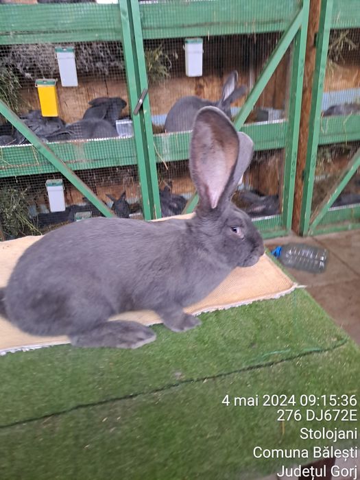 Vând urias german albastru