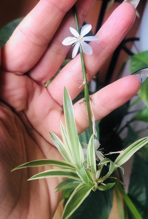 Хлорофитум цвете