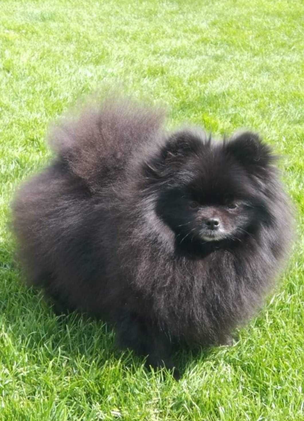 Pomeranian mini mascul  superb