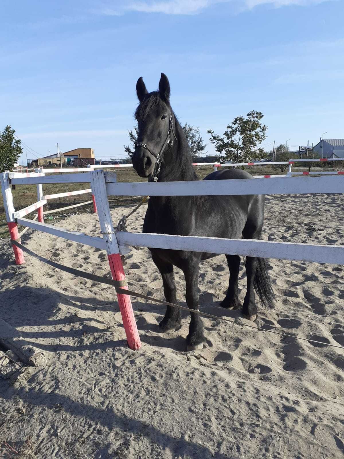 DE VANZARE  Friesian