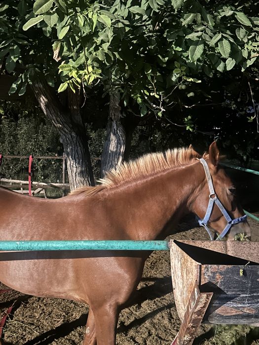 Продается Лошадь (жеребец) сын К700