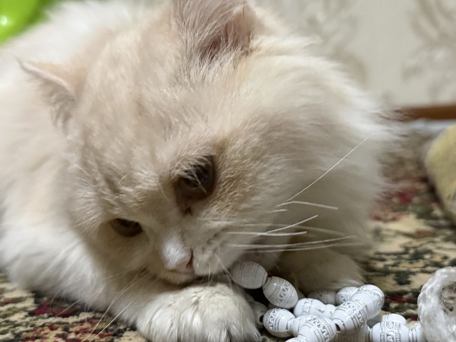 Продам кот пародистый