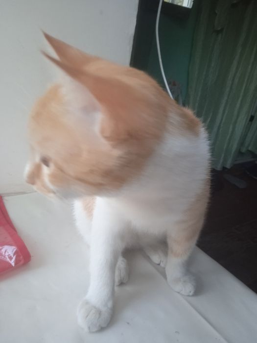Uy mushuk sotiladi