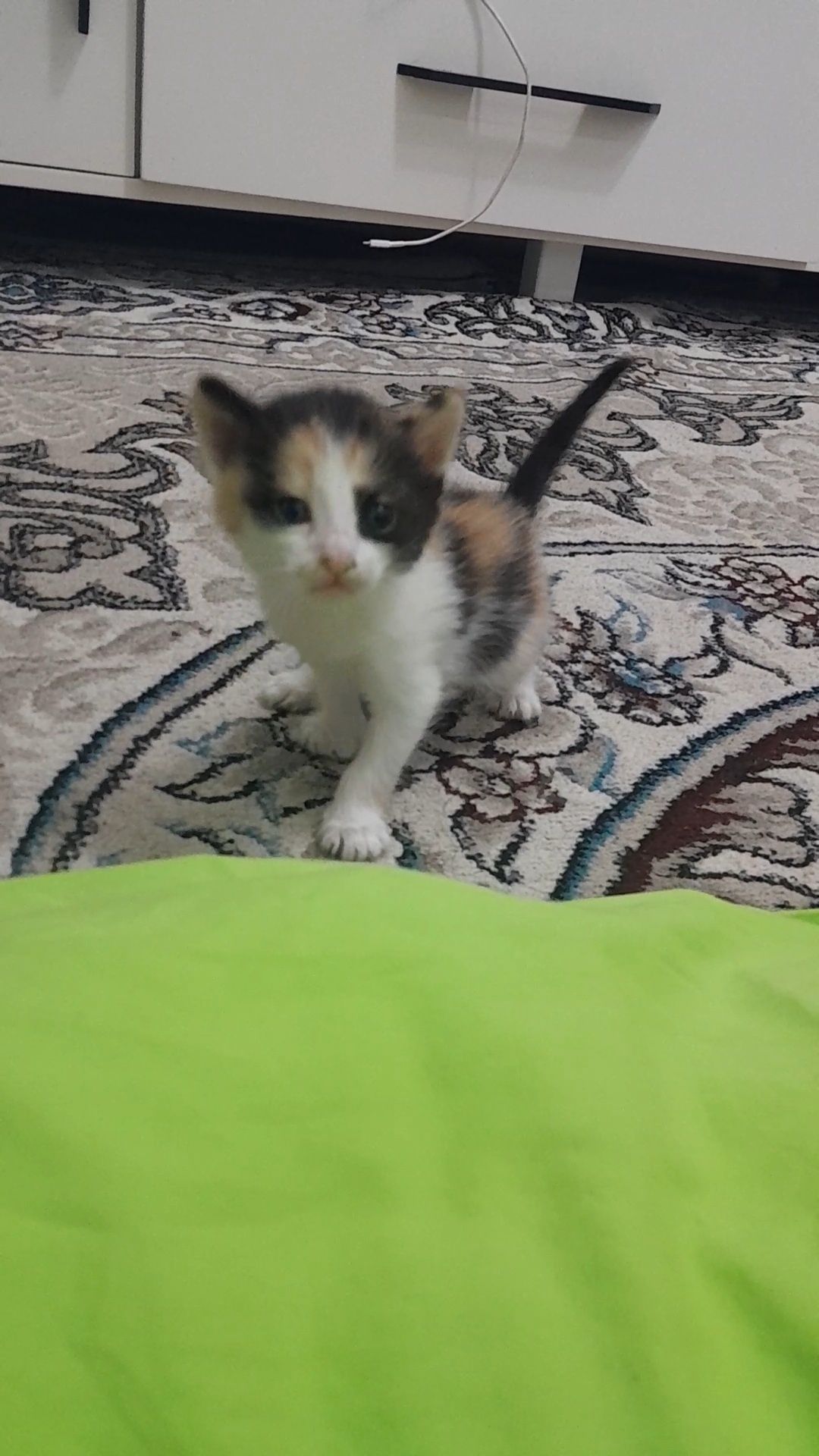 Котята 1 месяца девочки