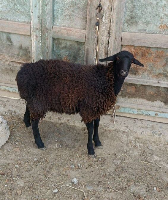 Quylar echki sotiladi arzon