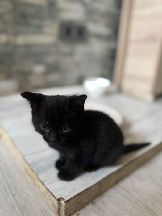 Отдам котят  в хорошие  руки