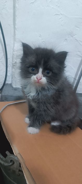 Котята мальчики ищут дом