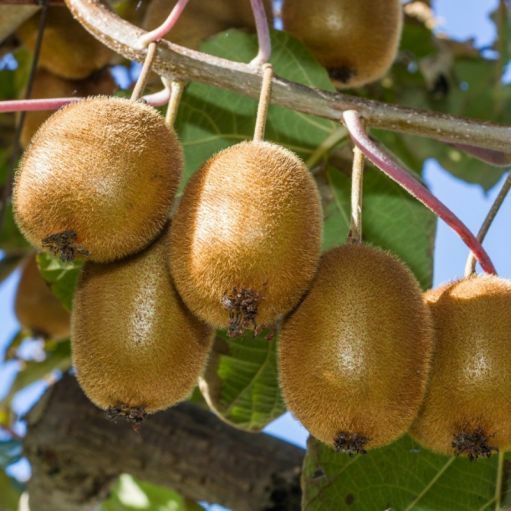 Pomi Fructiferi Exotici  soiuri de  kiwi