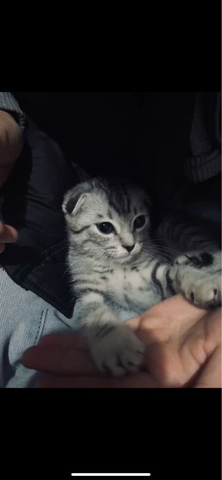 Шотландский котенок