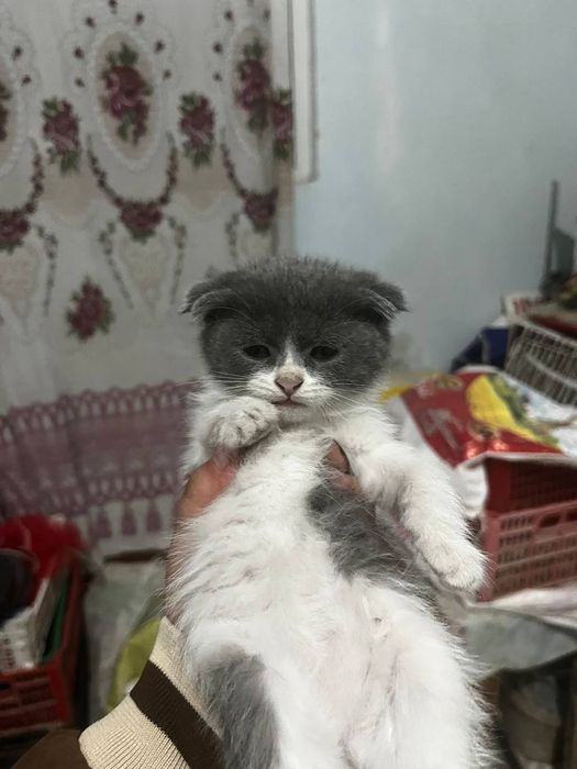 2oylikdan oshgan Scottish fold
