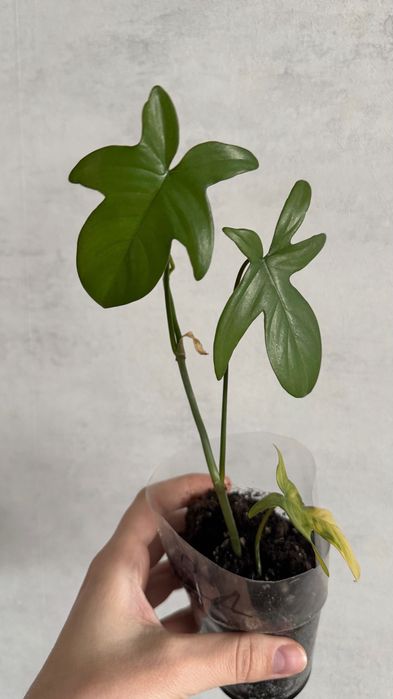 Филодендрон флорида грин, комнатное растение