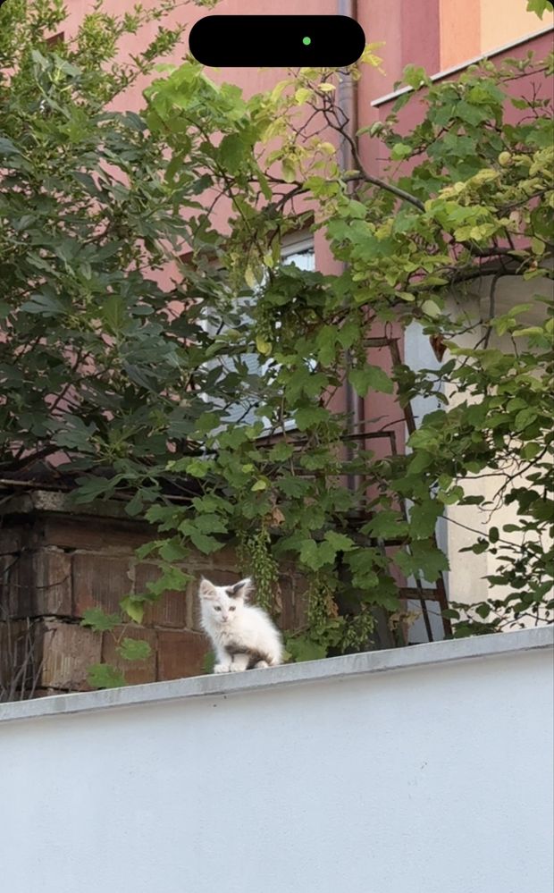 Малки котенца на около 2 месеца