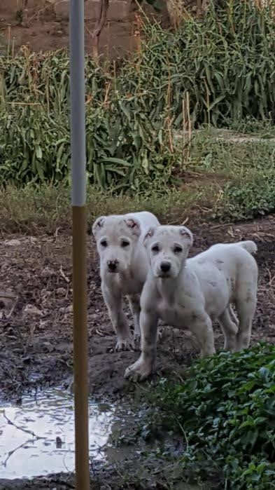 Щенки алабай готовятся к продаже