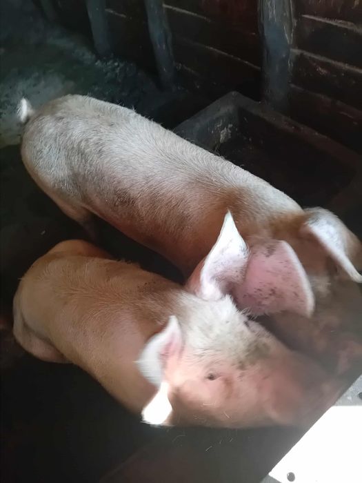 Продавам 1 прасе женско Кам 130 килограма 750 лева крайна цена