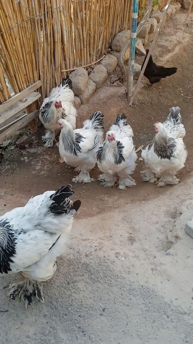 Брамма гигант хурозлари