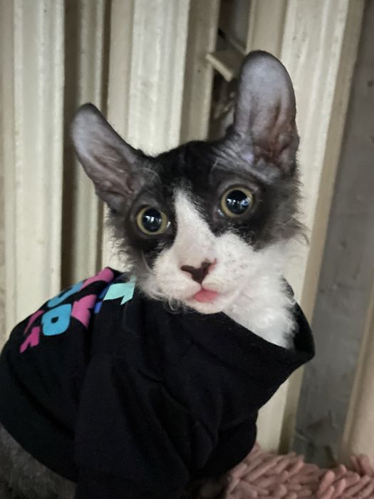 Сфинкс эльф срочно продам