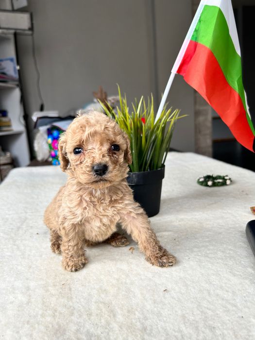 Продавам 4 женски и 2 мъжки мини пудела.