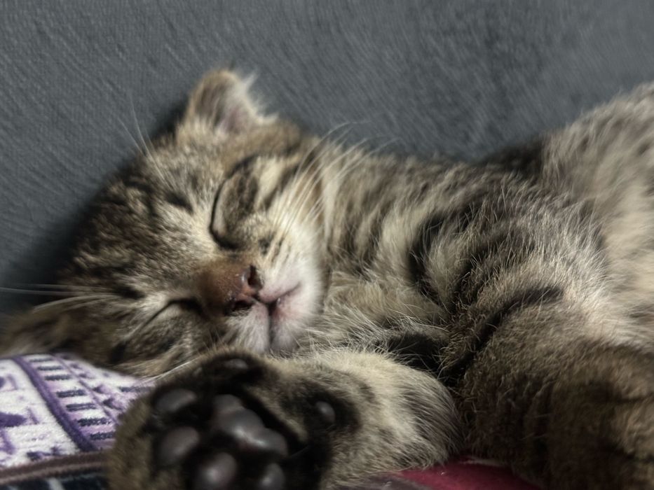 Вислоухий котенок 2мес