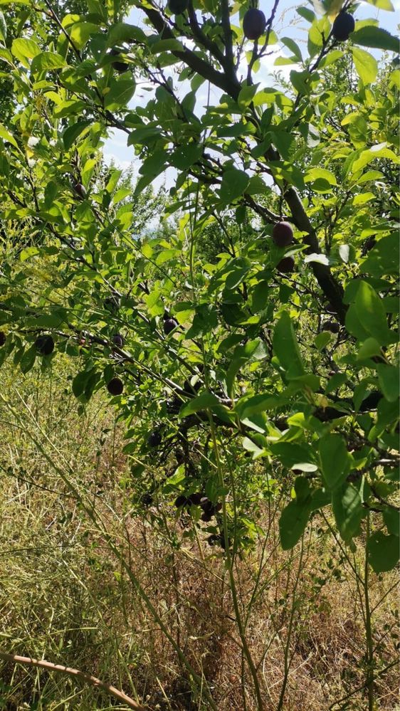 Prune din livada proprie