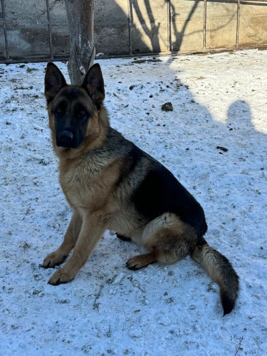 Продам собаку немецкая овчарка